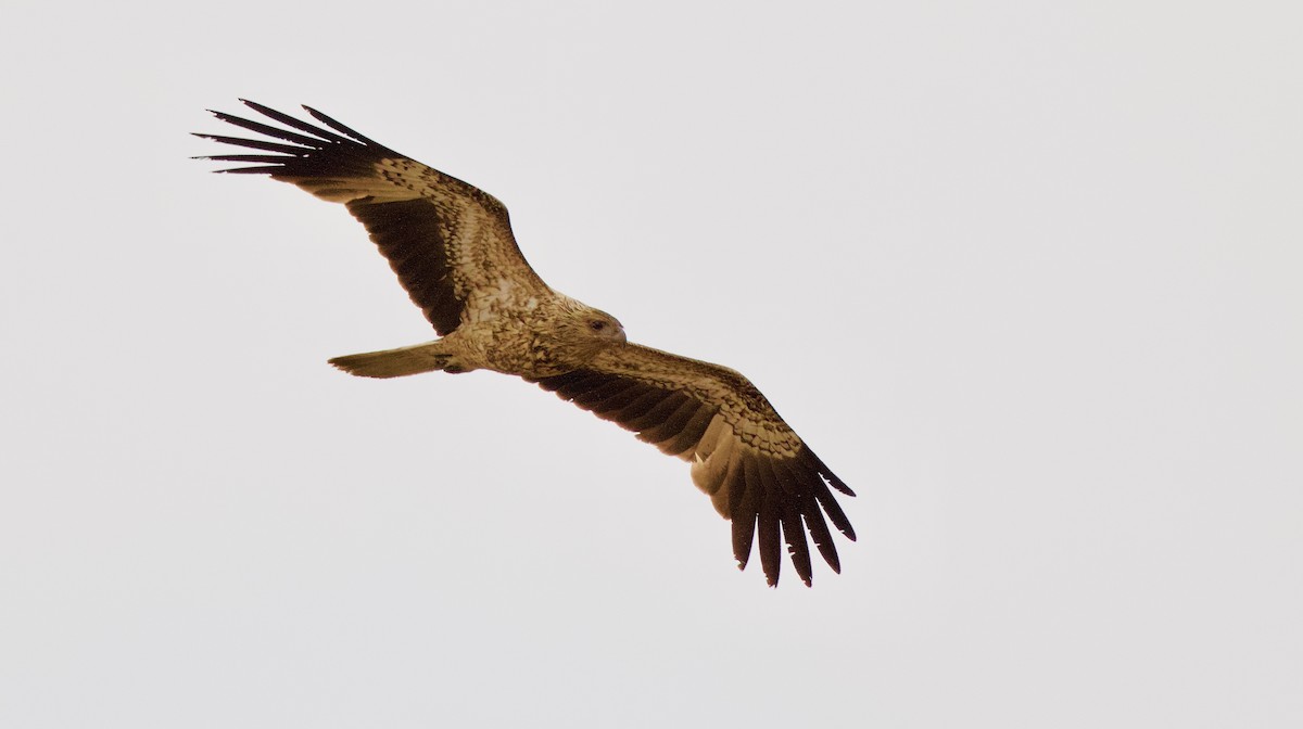Whistling Kite - ML176072811