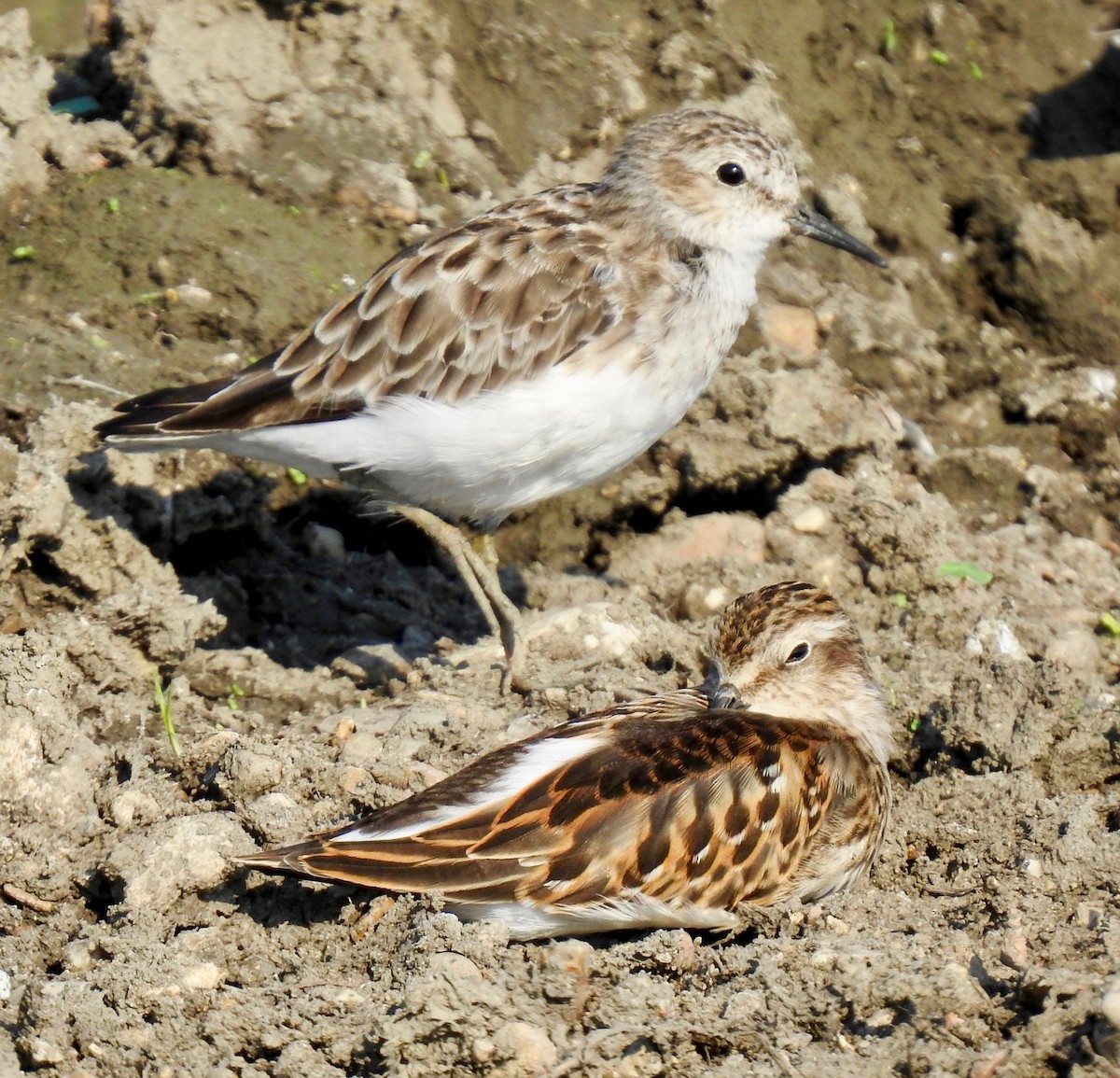 Least Sandpiper - ML176073071