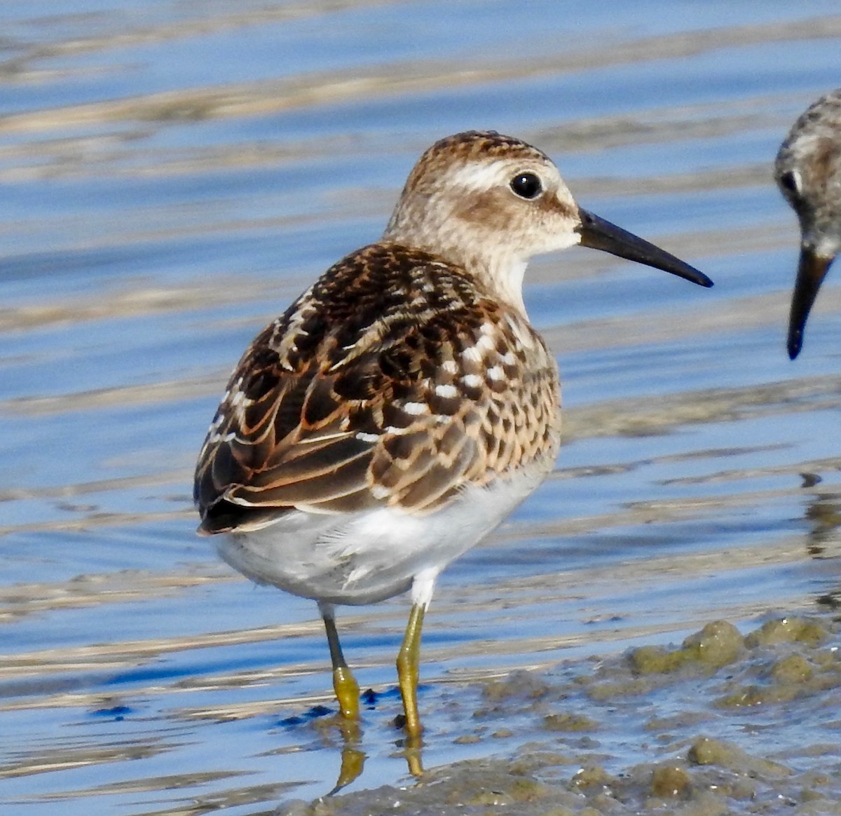 Least Sandpiper - ML176073091