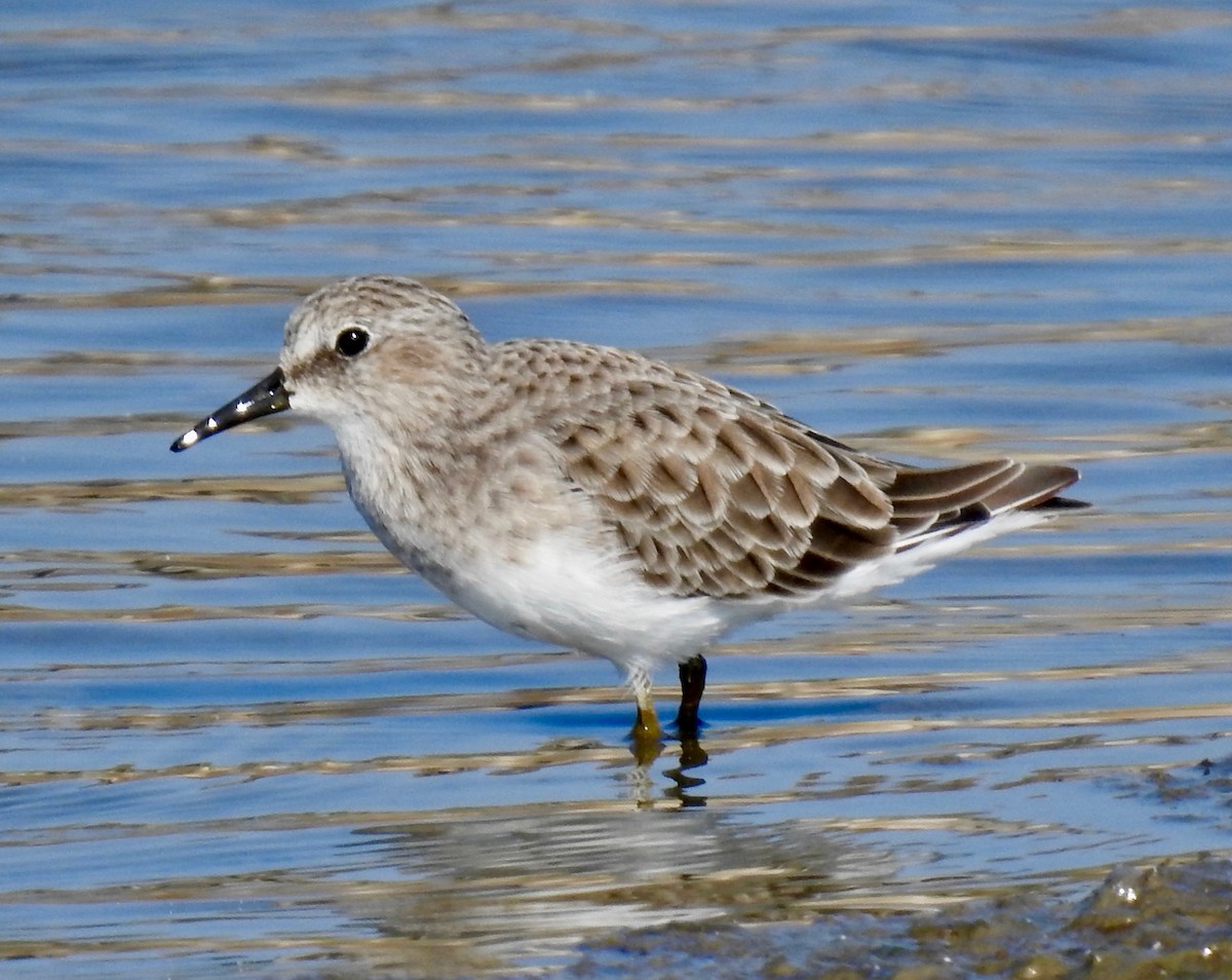 Least Sandpiper - ML176073121