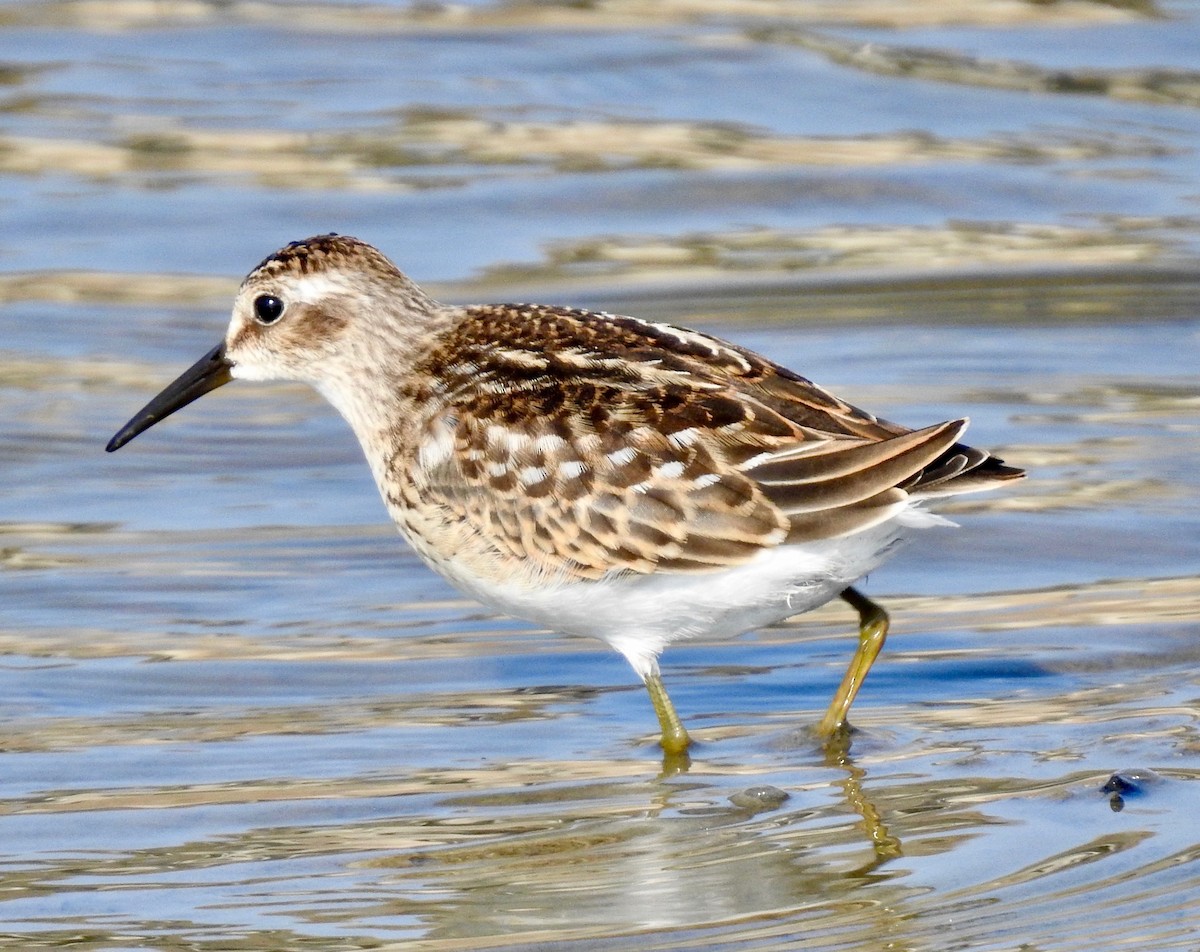 Least Sandpiper - ML176073151