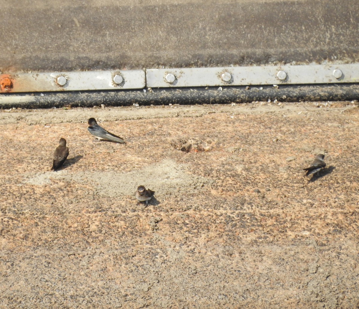 Northern Rough-winged Swallow - Daniel Lane