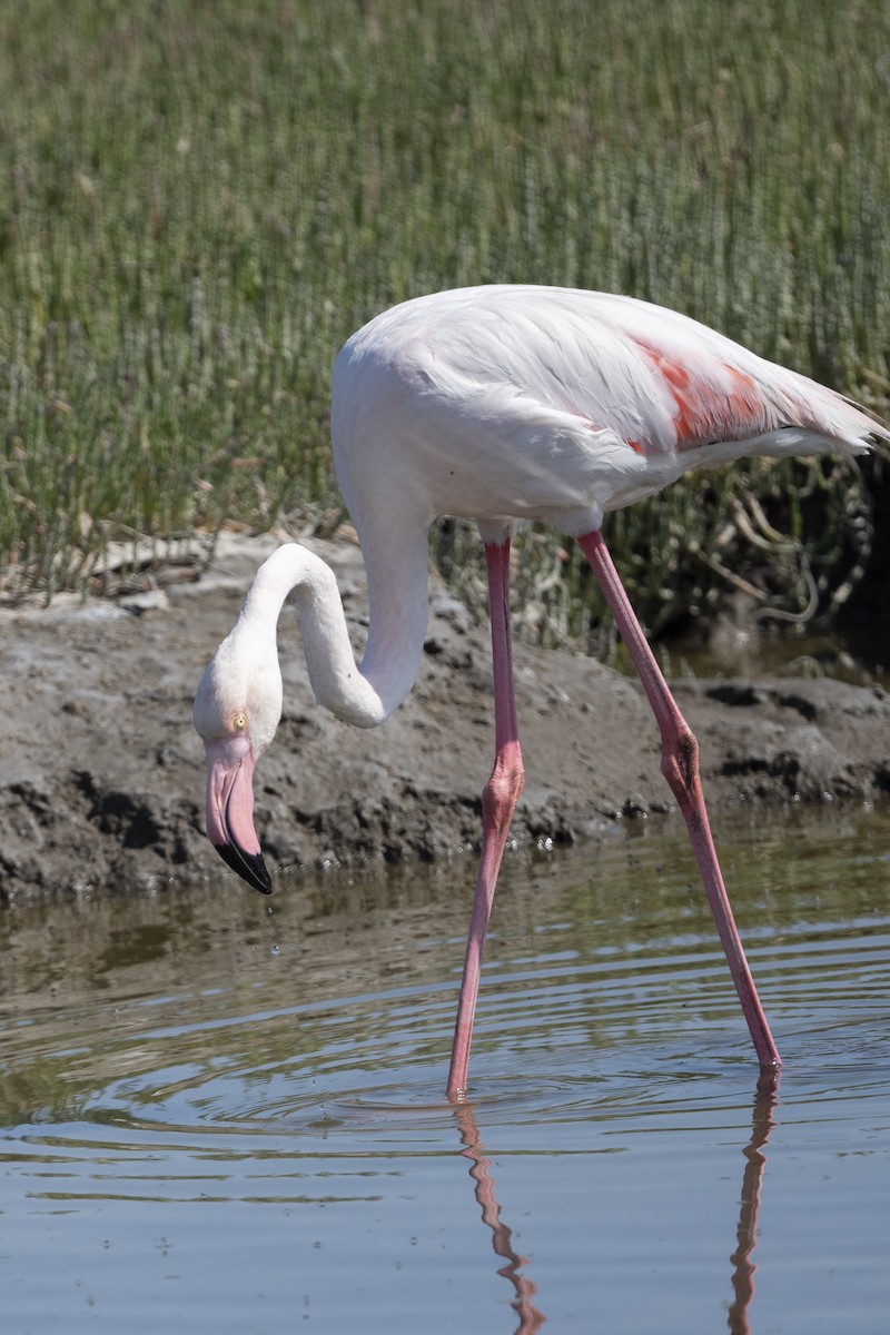 Greater Flamingo - Peter Hawrylyshyn