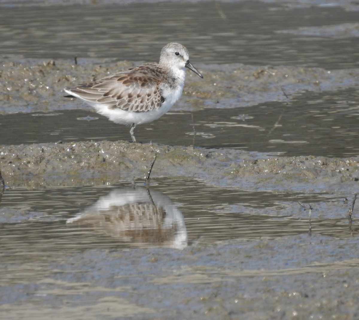 Bergstrandläufer - ML176074041