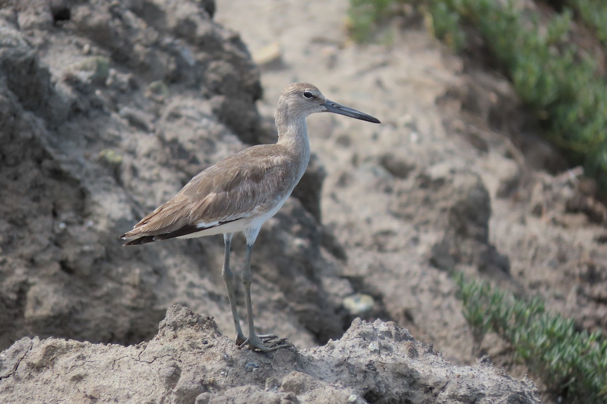 Willet - Alfonso Auerbach