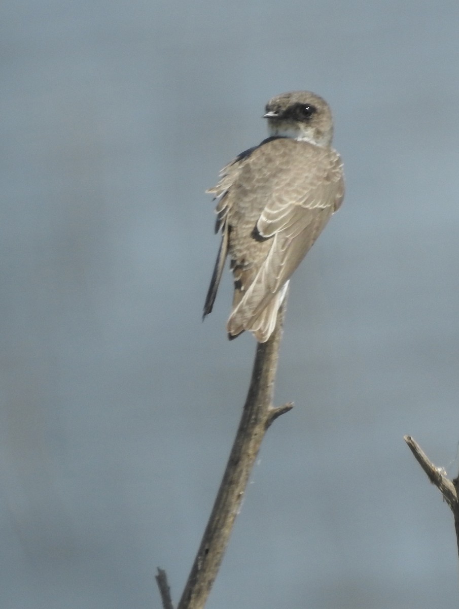 Bank Swallow - ML176075191