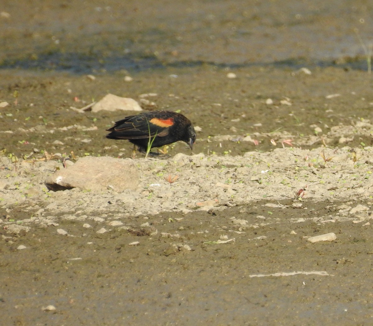 Red-winged Blackbird - ML176075381