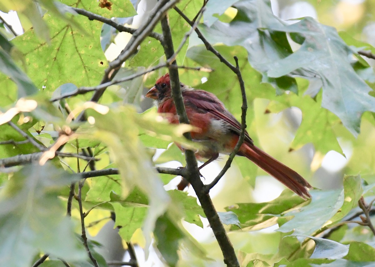 Northern Cardinal - Joe Wujcik