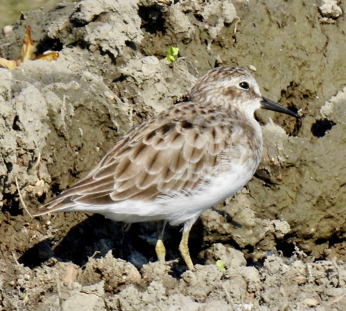 pygmésnipe - ML176077181