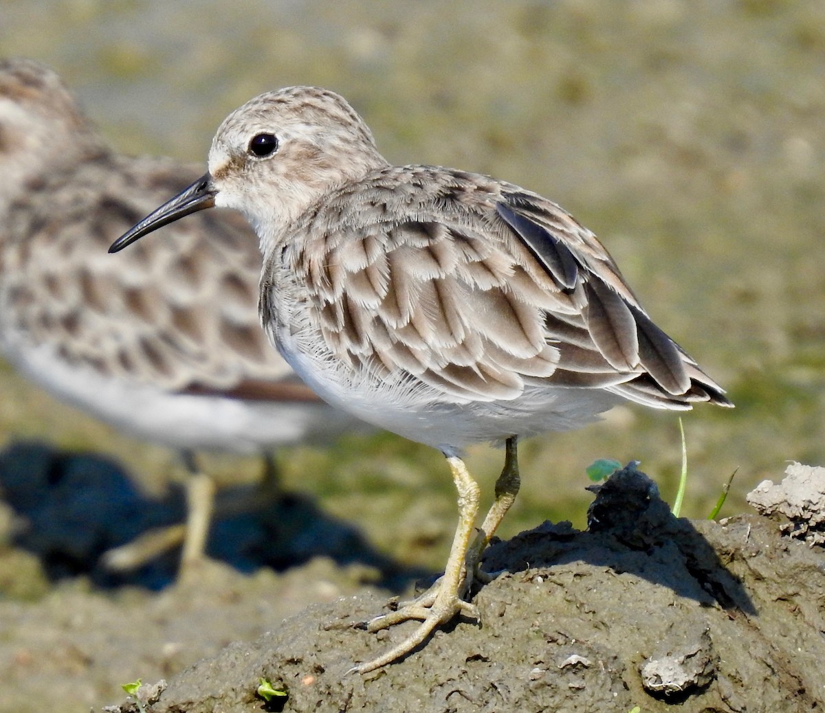 pygmésnipe - ML176077231