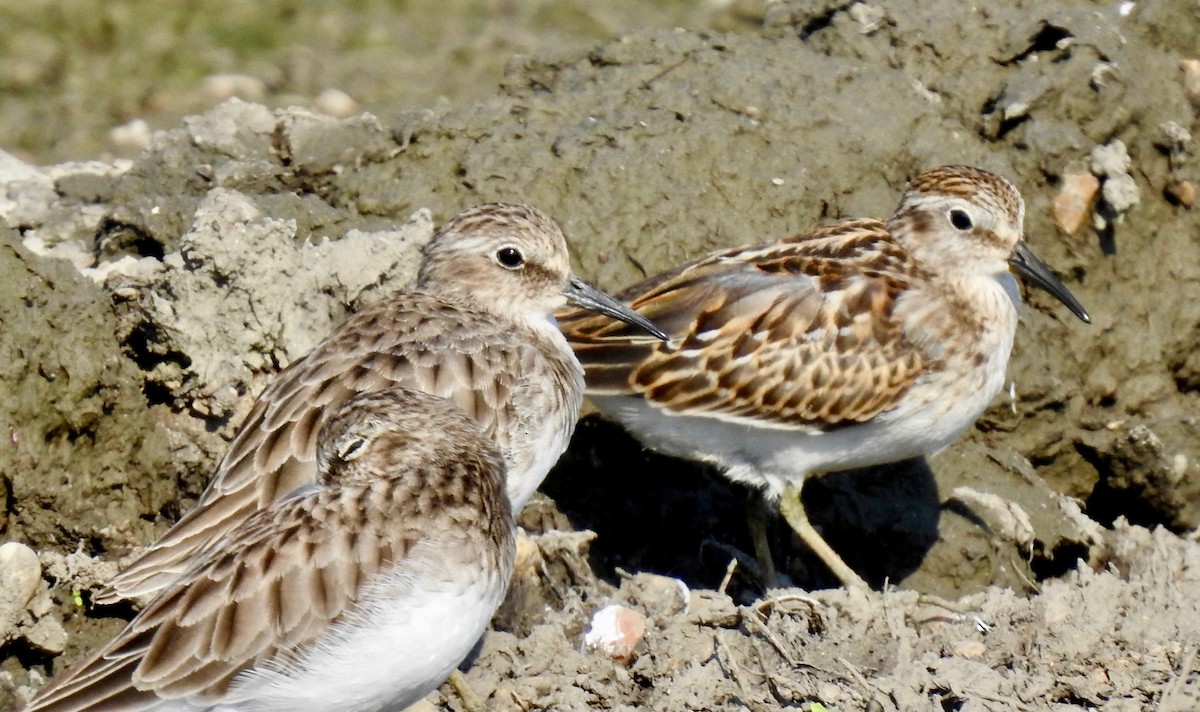 pygmésnipe - ML176077311