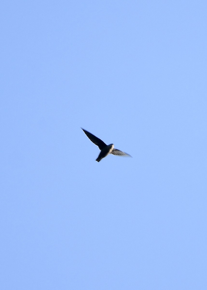 Chimney Swift - ML176078551