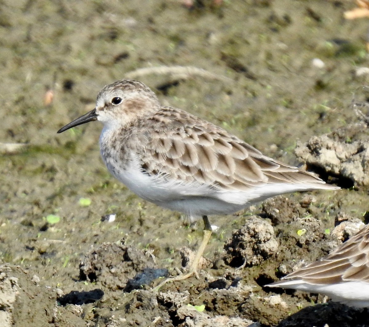 Least Sandpiper - ML176079301