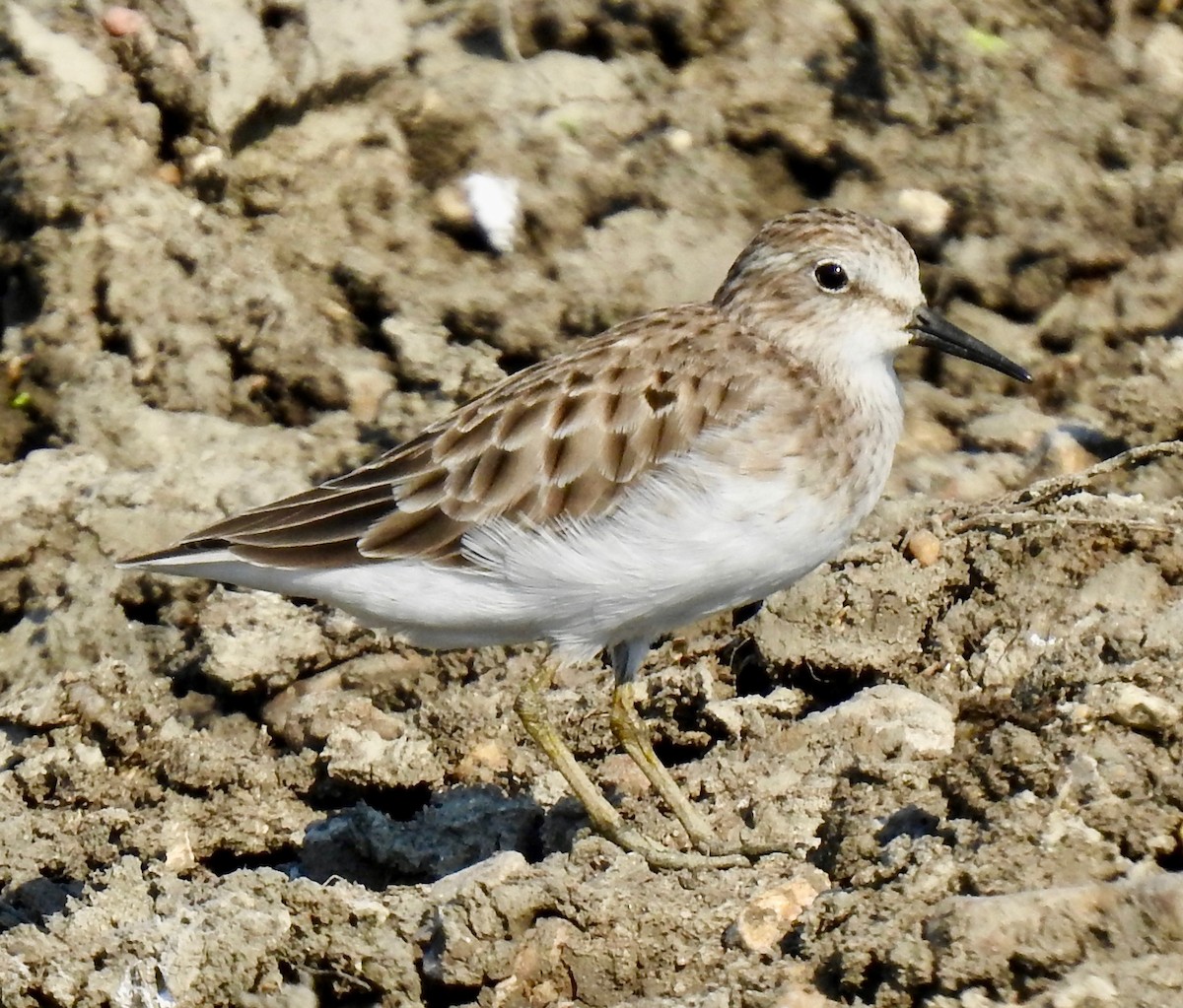 Least Sandpiper - ML176079311