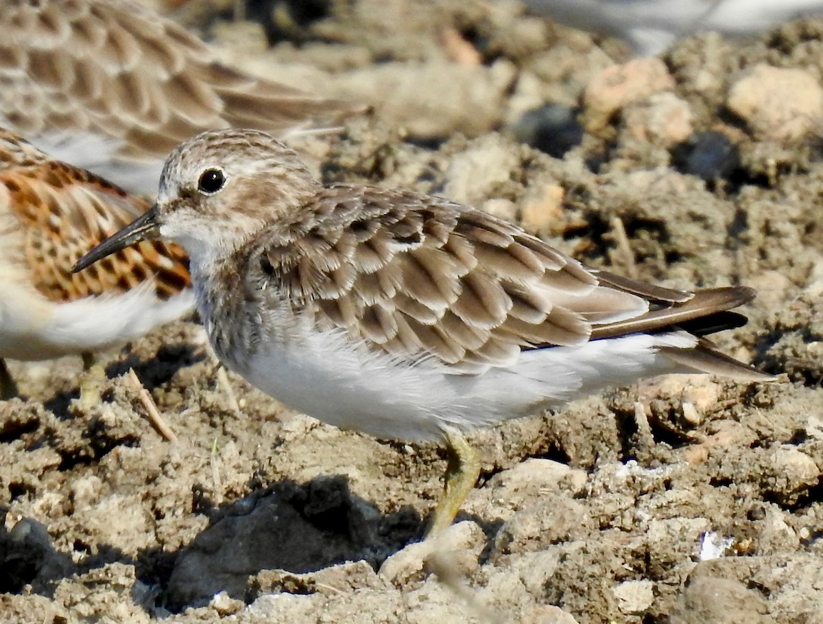 Least Sandpiper - ML176079321