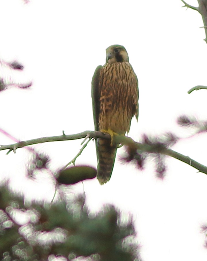 Peregrine Falcon - Patricia Isaacson