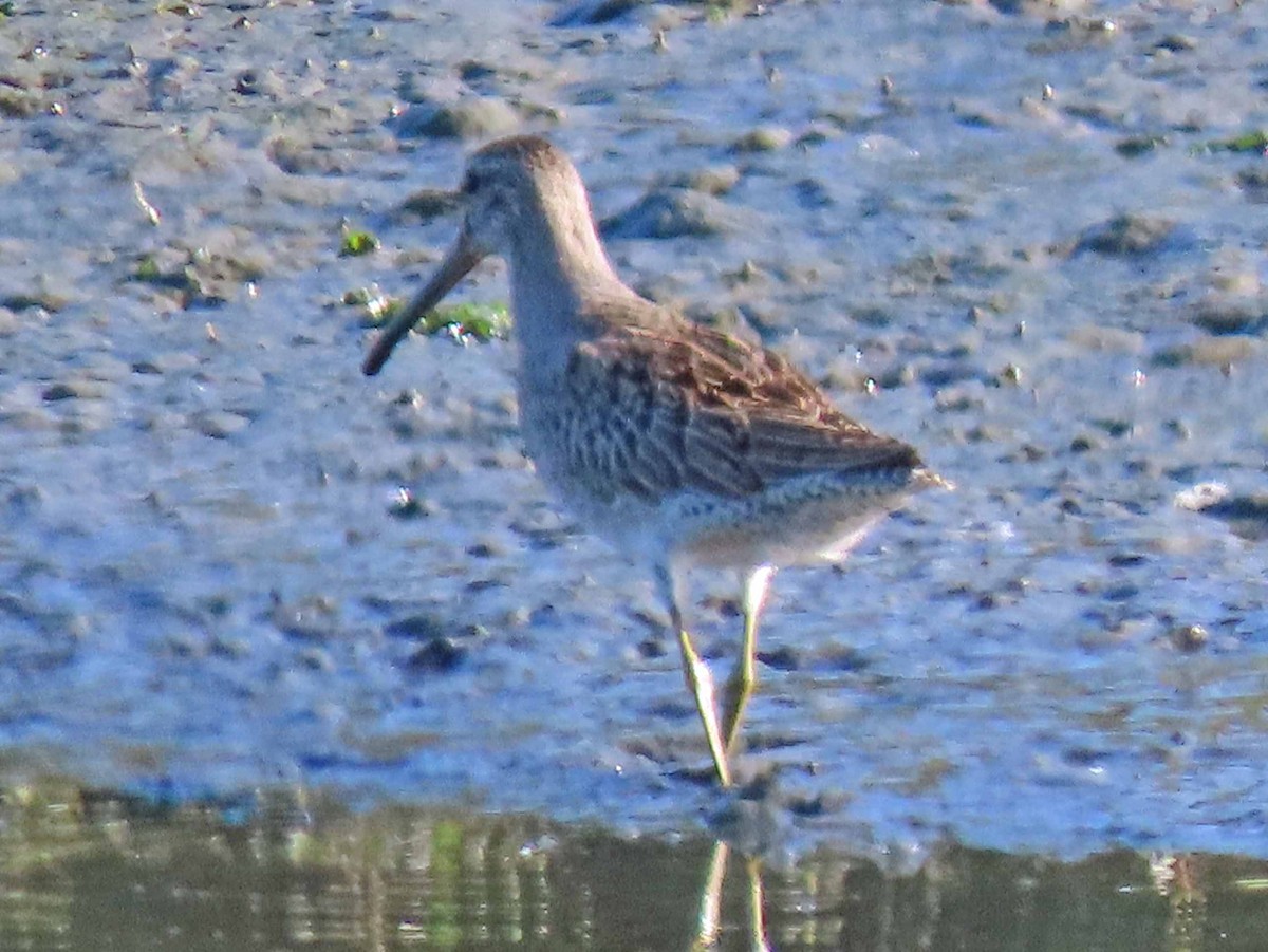 Short-billed Dowitcher - Sharon Hull