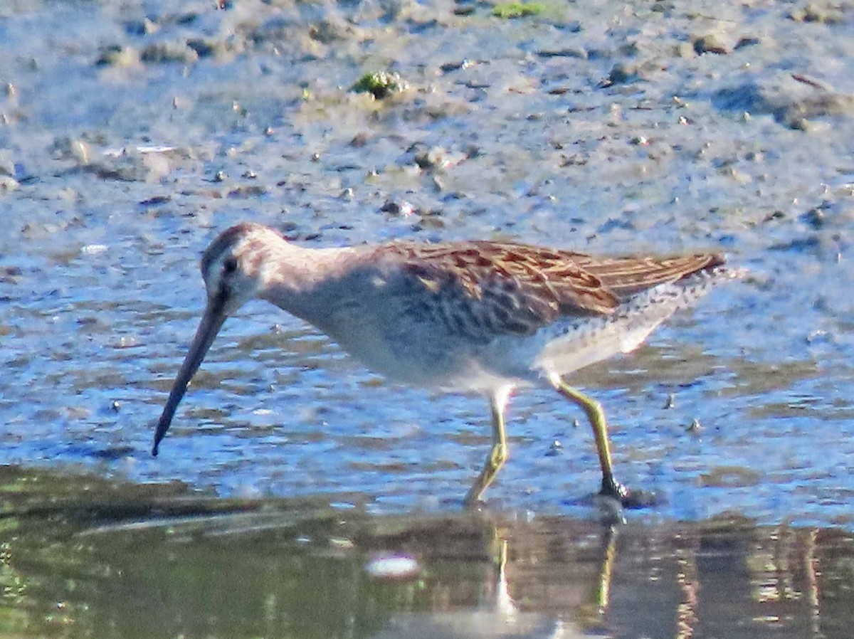 Short-billed Dowitcher - ML176080241