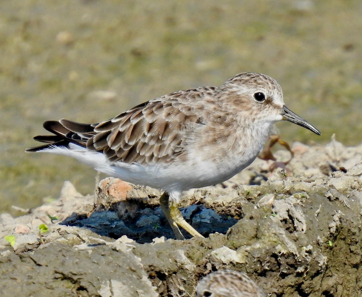 Least Sandpiper - ML176080531