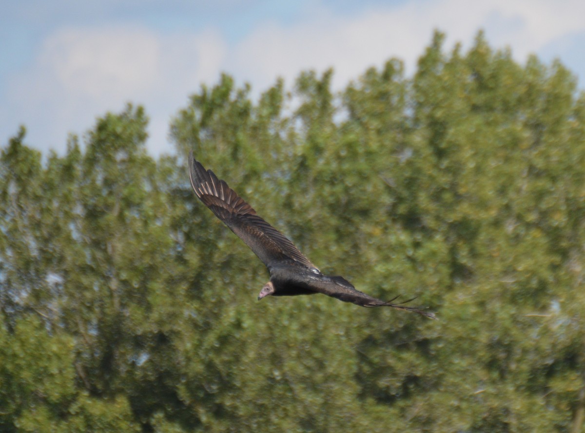 Turkey Vulture - ML176080911