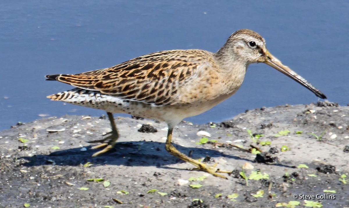 Short-billed Dowitcher - ML176082951