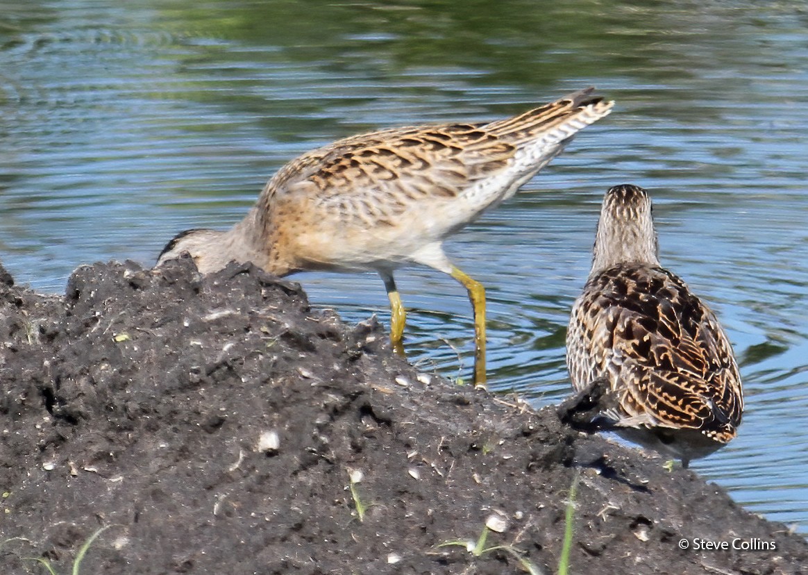 Short-billed Dowitcher - ML176083031