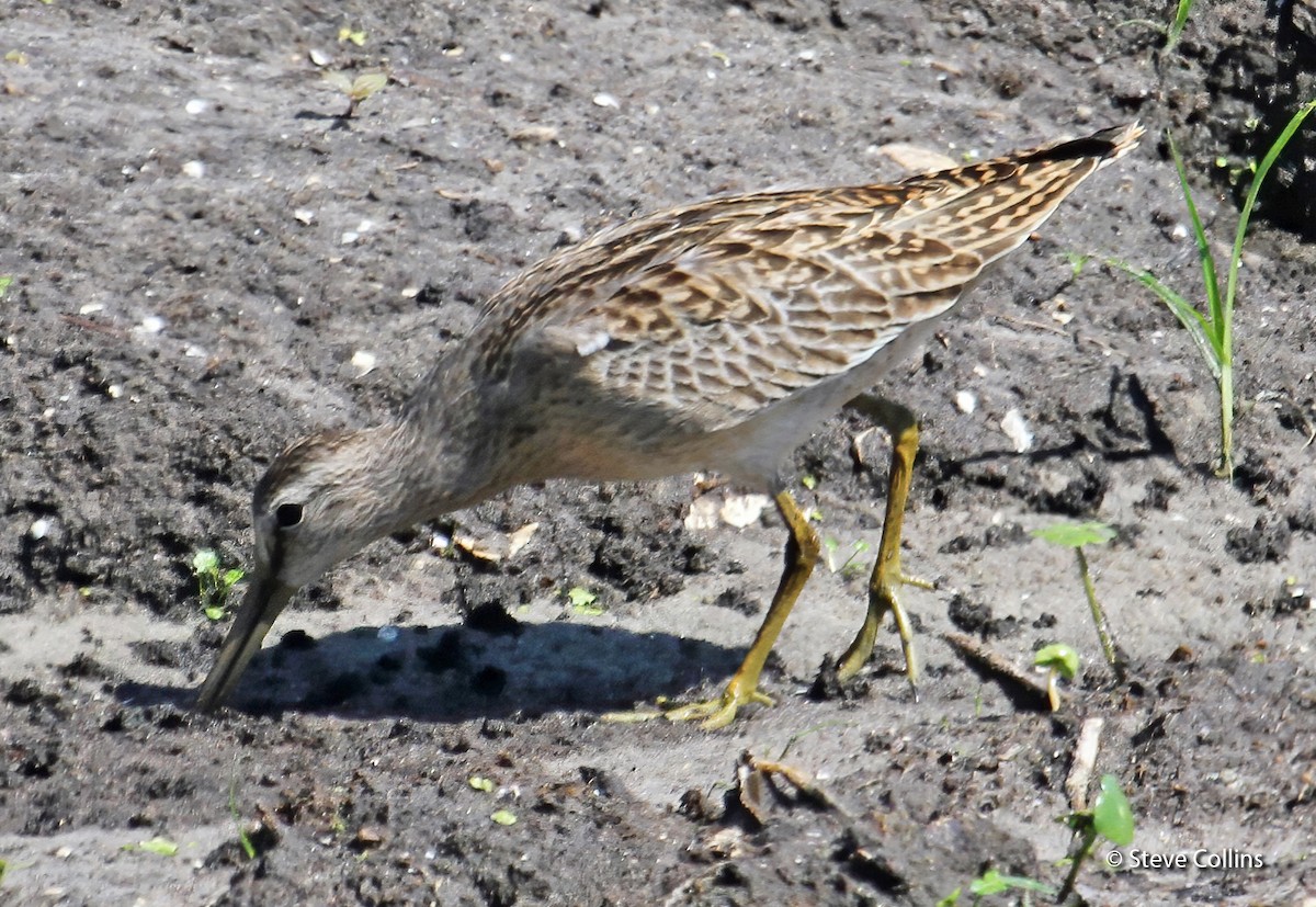 Short-billed Dowitcher - ML176083051