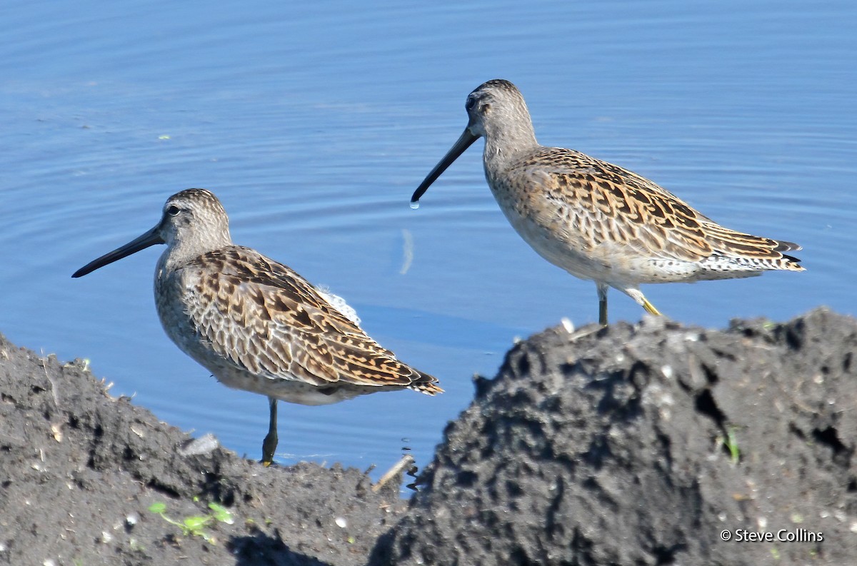 Short-billed Dowitcher - ML176083091