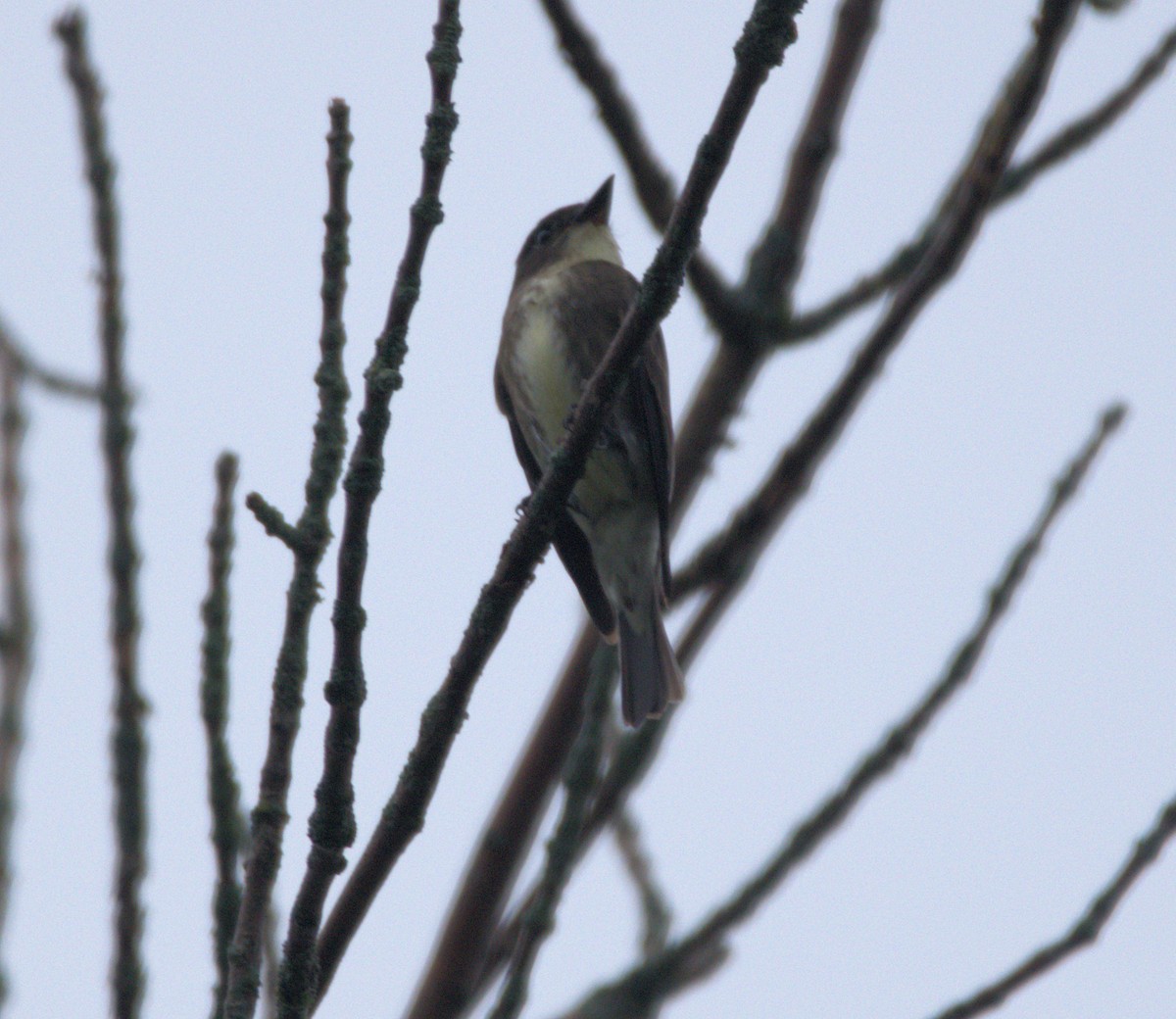 Olive-sided Flycatcher - ML176083661