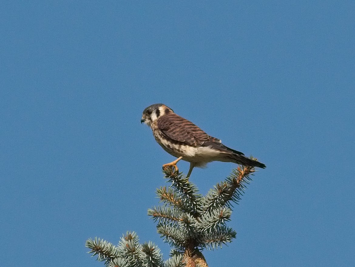 American Kestrel - ML176084041