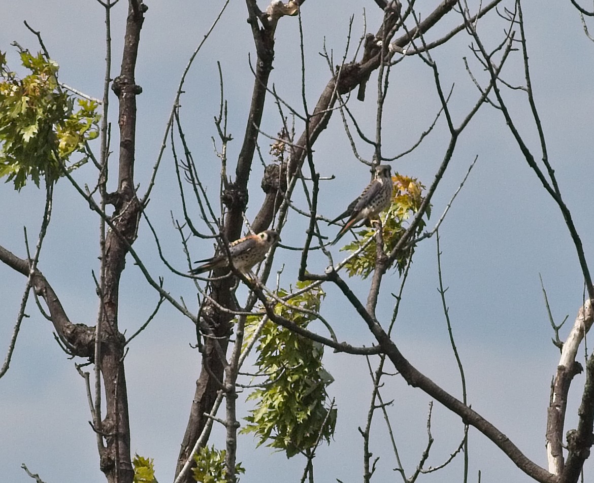 American Kestrel - ML176084051