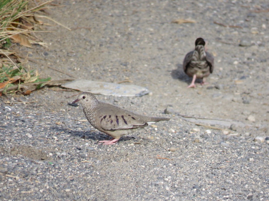 Common Ground Dove - Michael Good