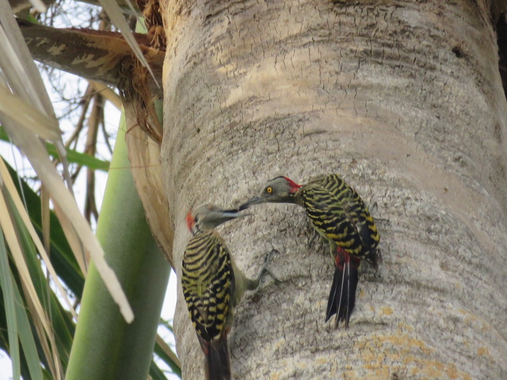 Hispaniolan Woodpecker - Michael Good