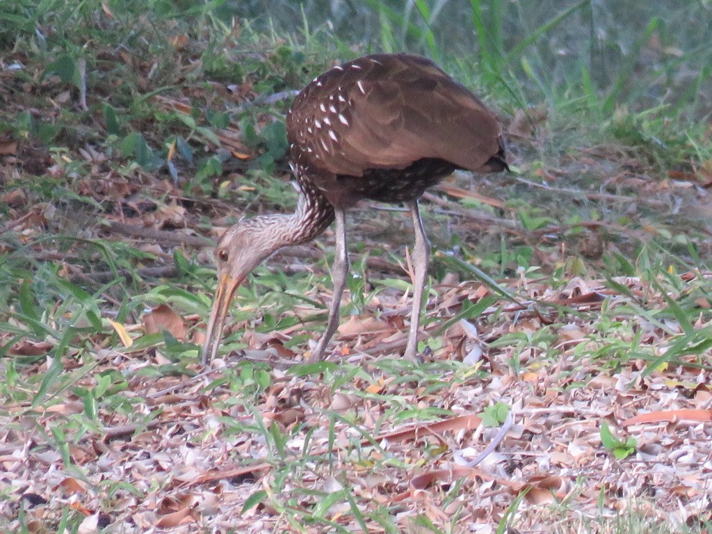 Limpkin - Michael Good