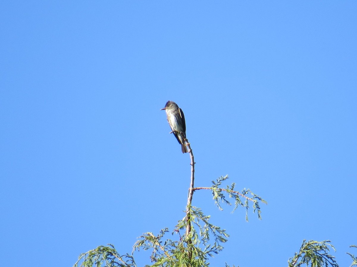 Olive-sided Flycatcher - ML176086381