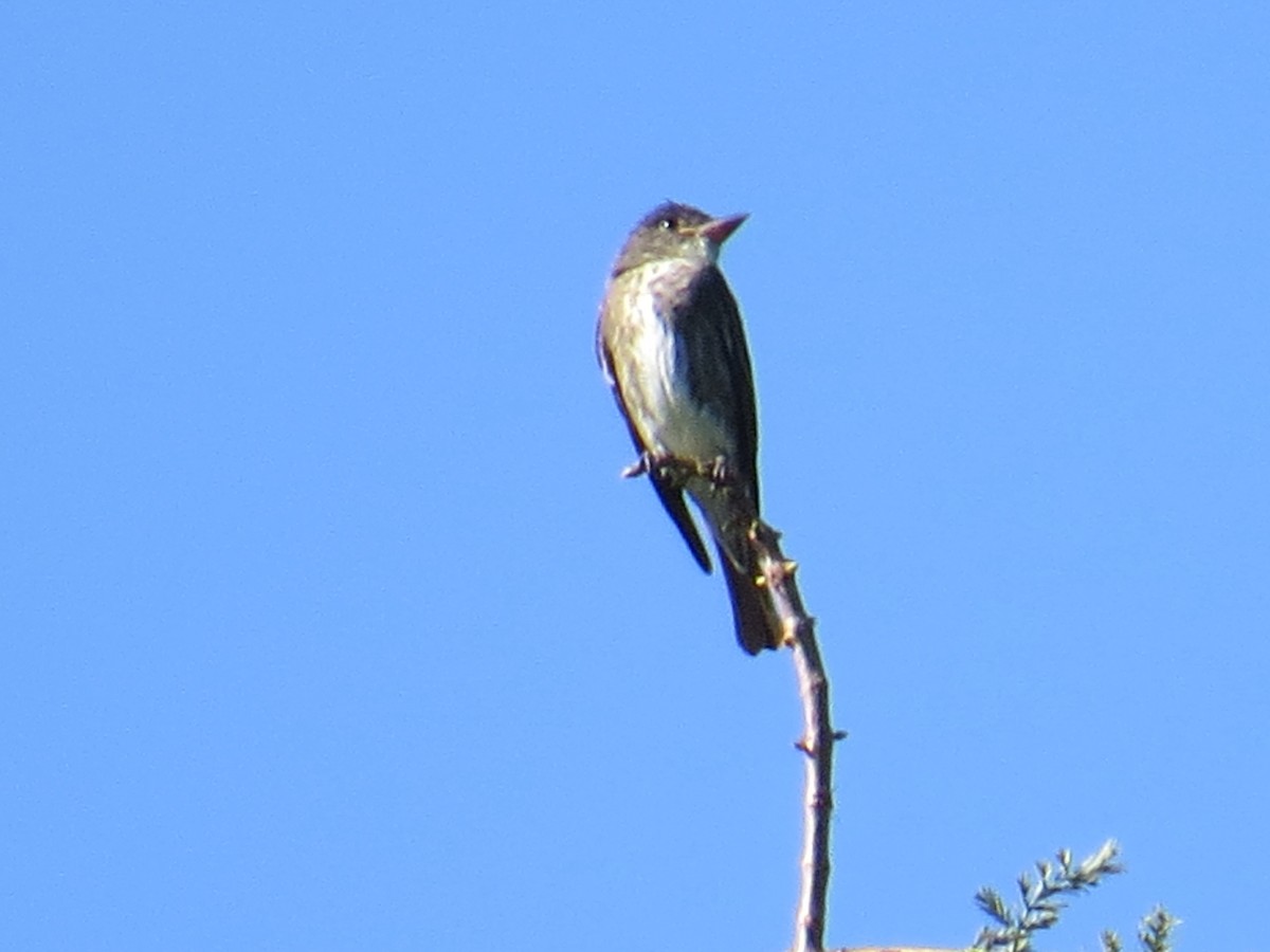 Olive-sided Flycatcher - ML176086411