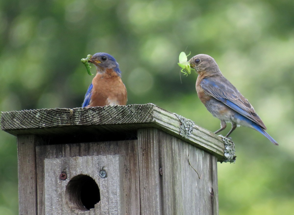 Eastern Bluebird - Bennie Saylor