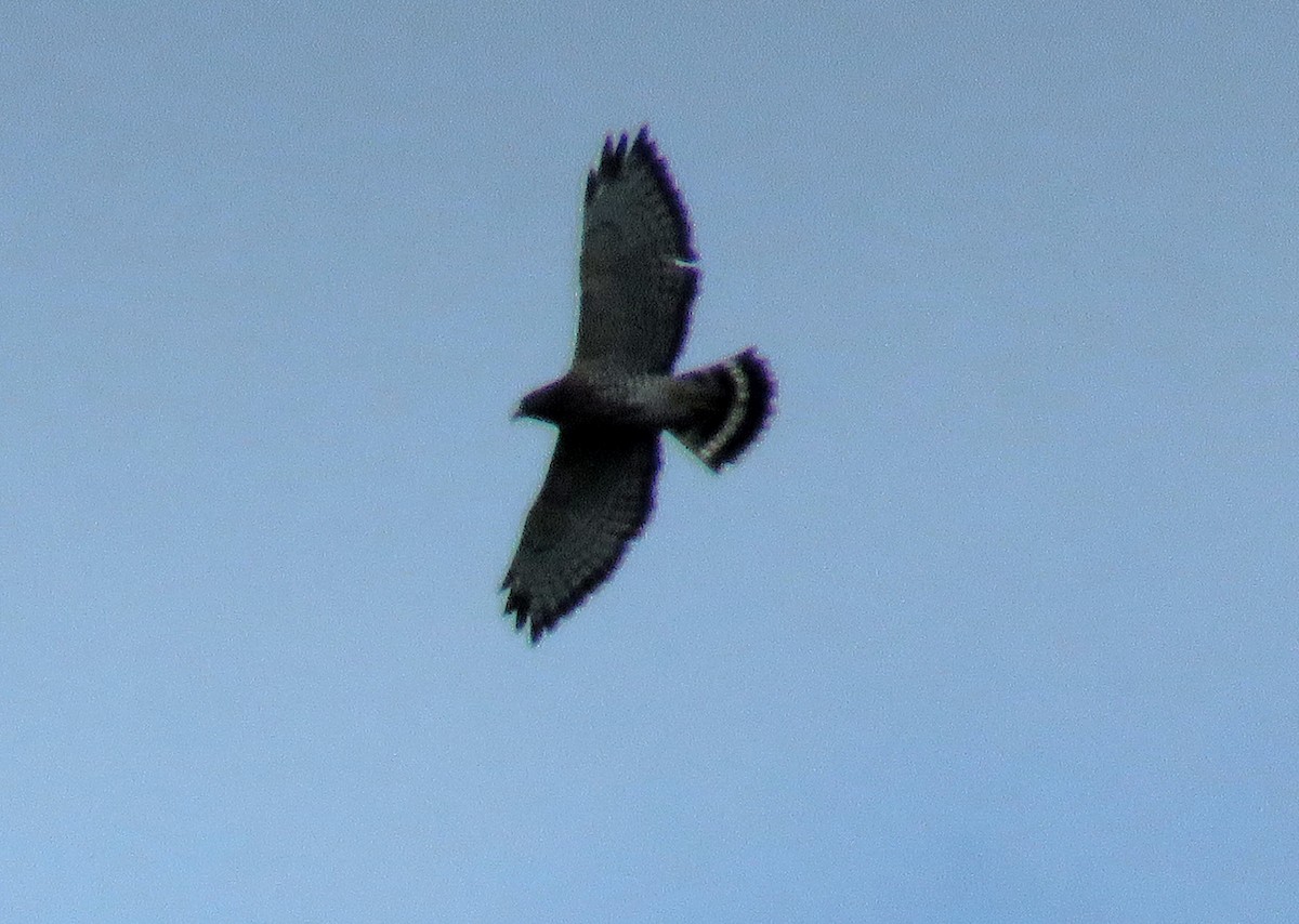 Broad-winged Hawk - ML176087041