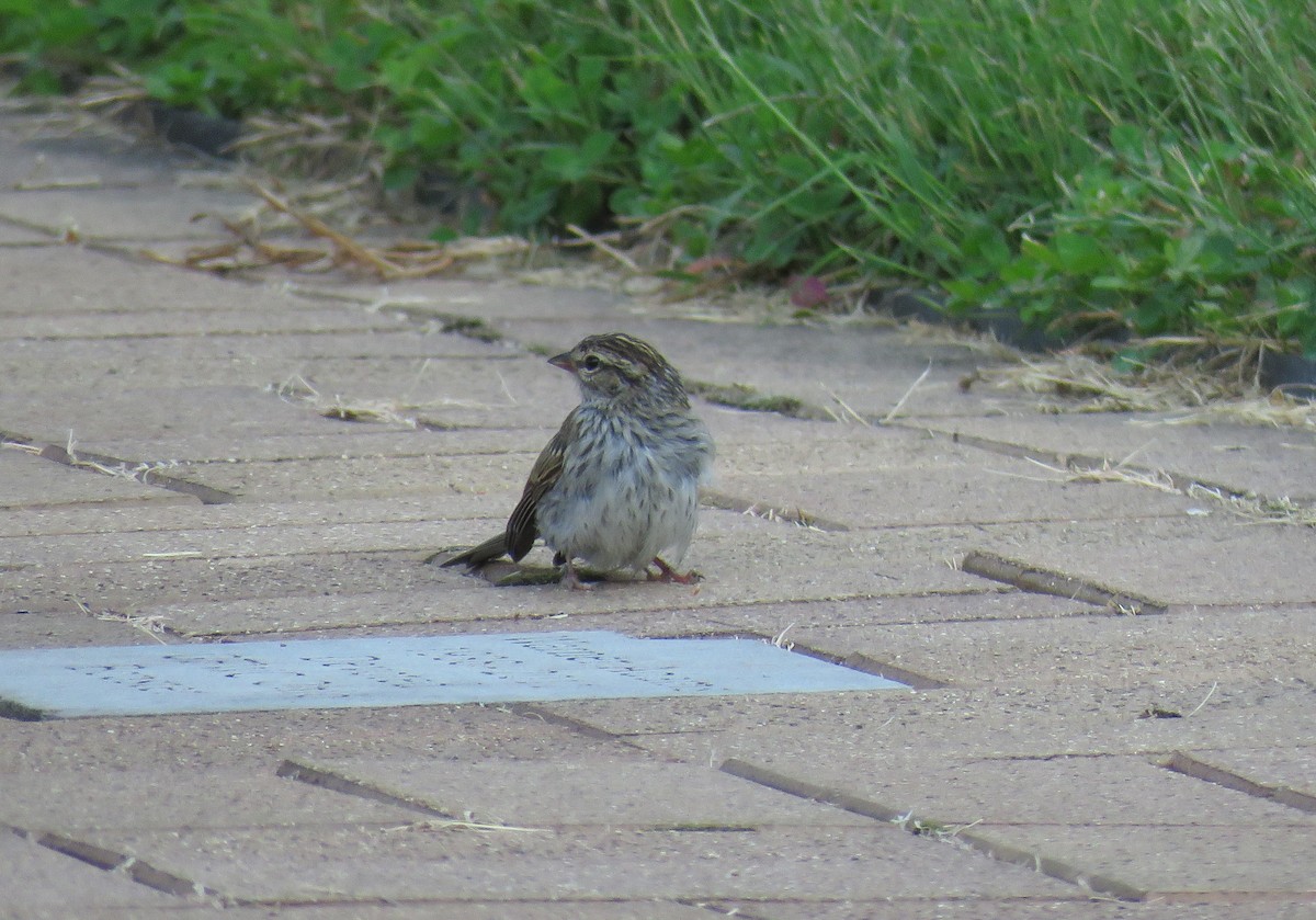 Chipping Sparrow - ML176087291