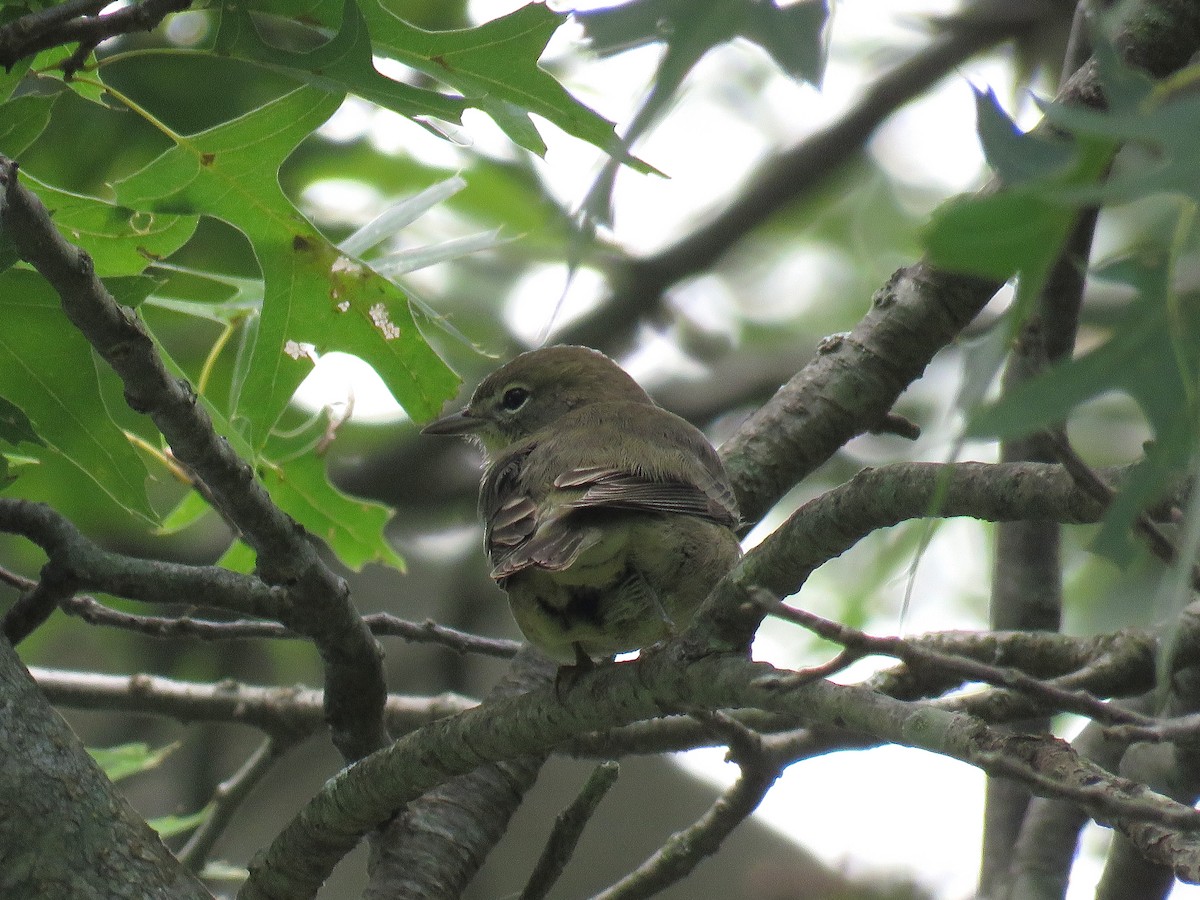 Pine Warbler - Bennie Saylor