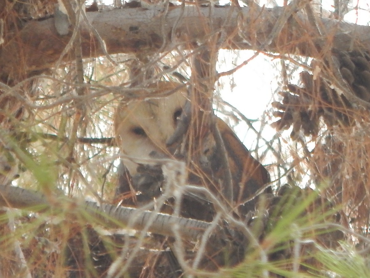 American Barn Owl - ML176090321