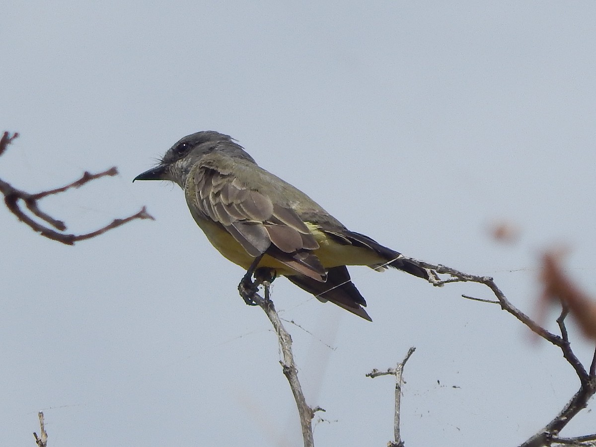 Cassin's Kingbird - ML176090731