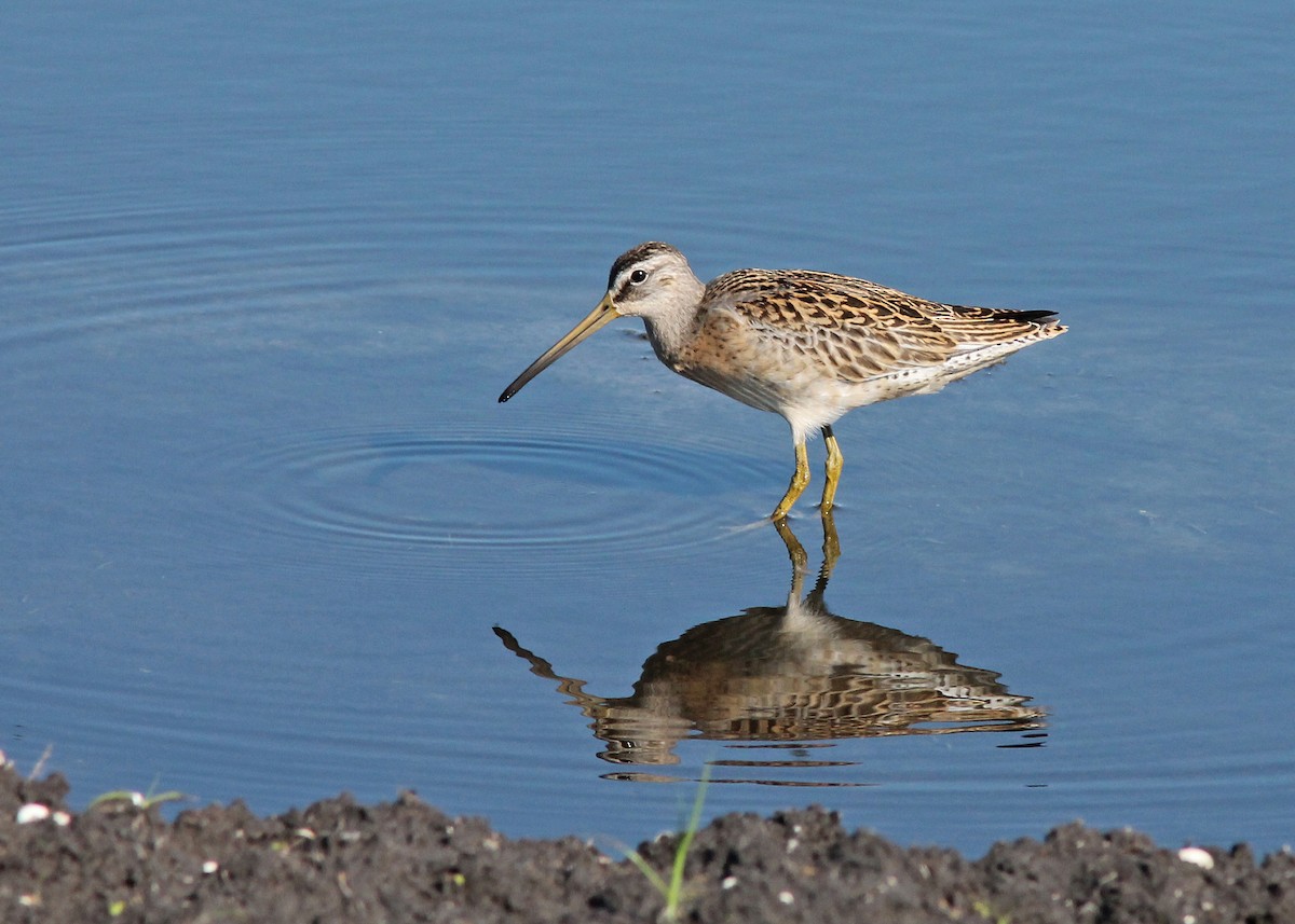 Short-billed Dowitcher - Mary Keim