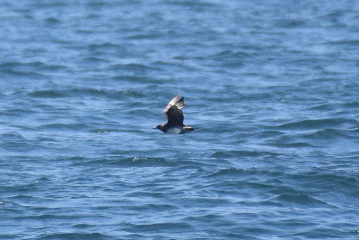 Pomarine Jaeger - ML176092051