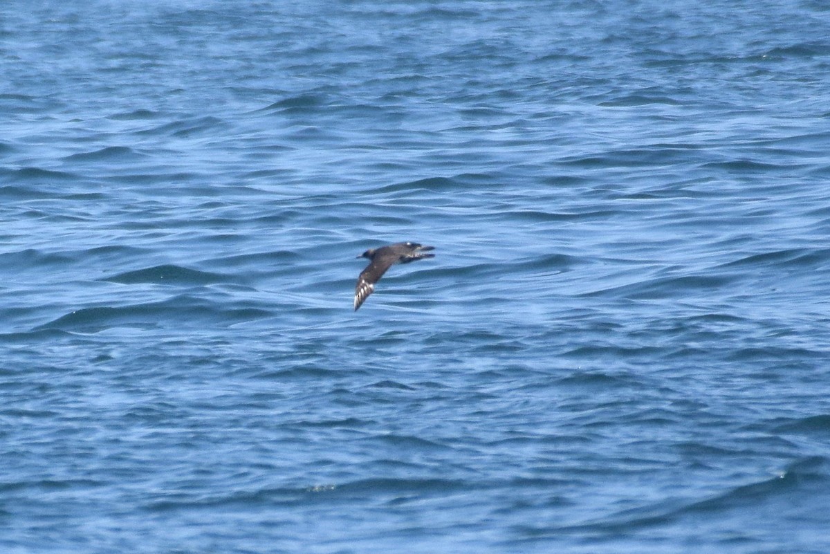 Pomarine Jaeger - ML176092071