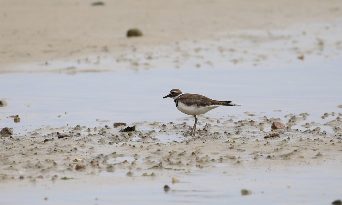 Killdeer - ML176092131