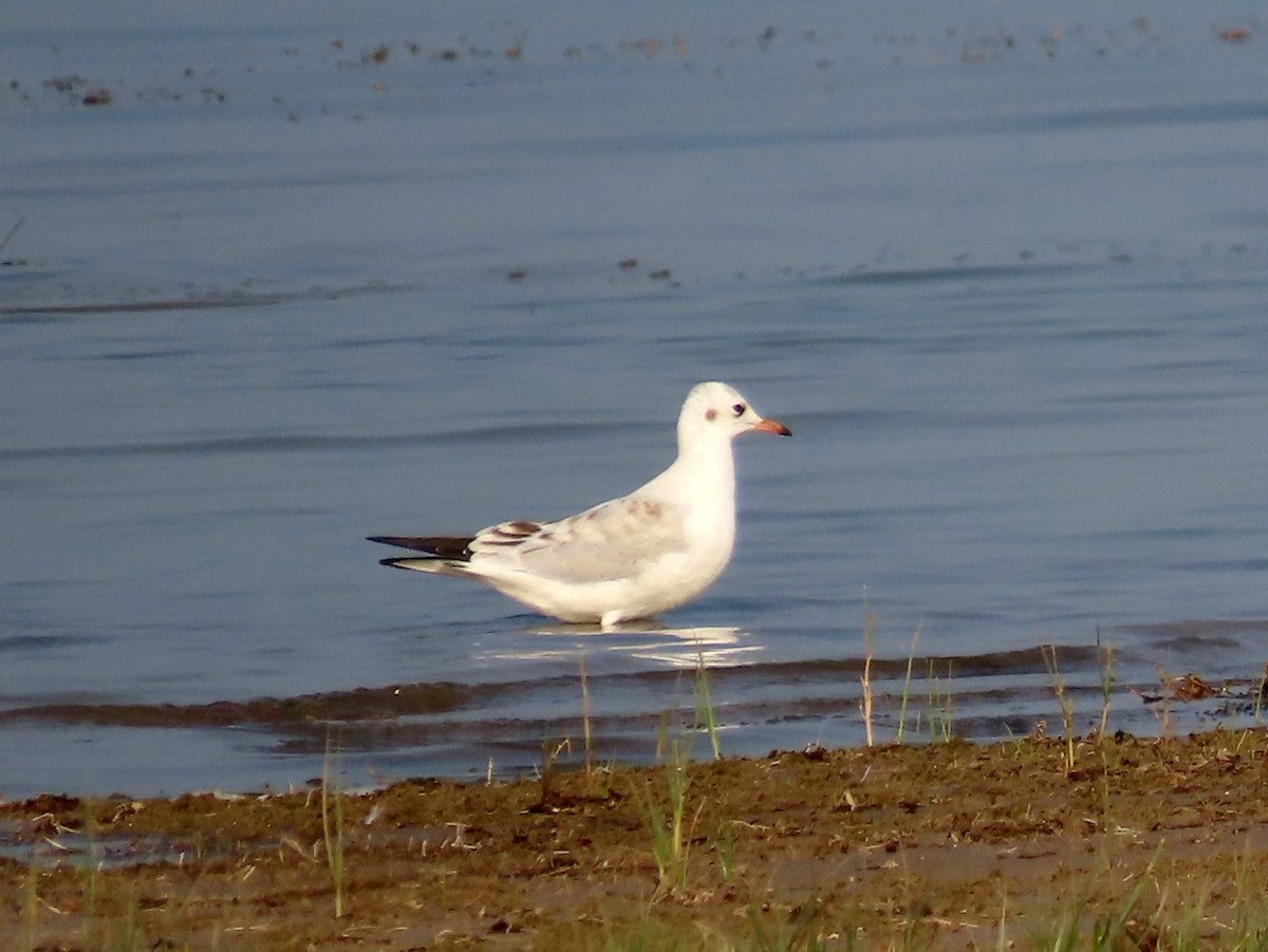 Black-headed Gull - ML176092661