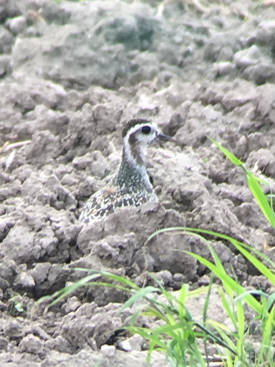 American Golden-Plover - ML176093731