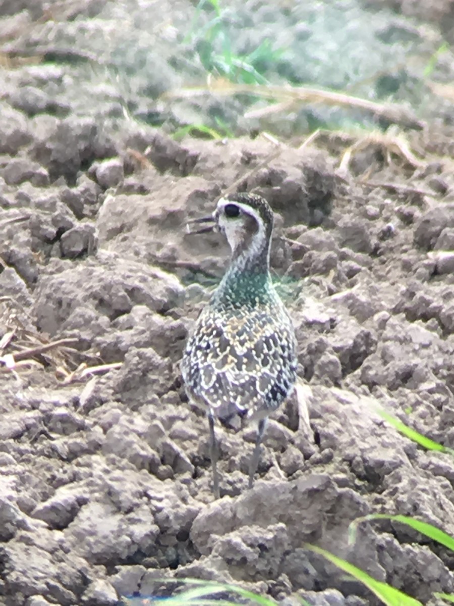 Chorlito Dorado Americano - ML176093741