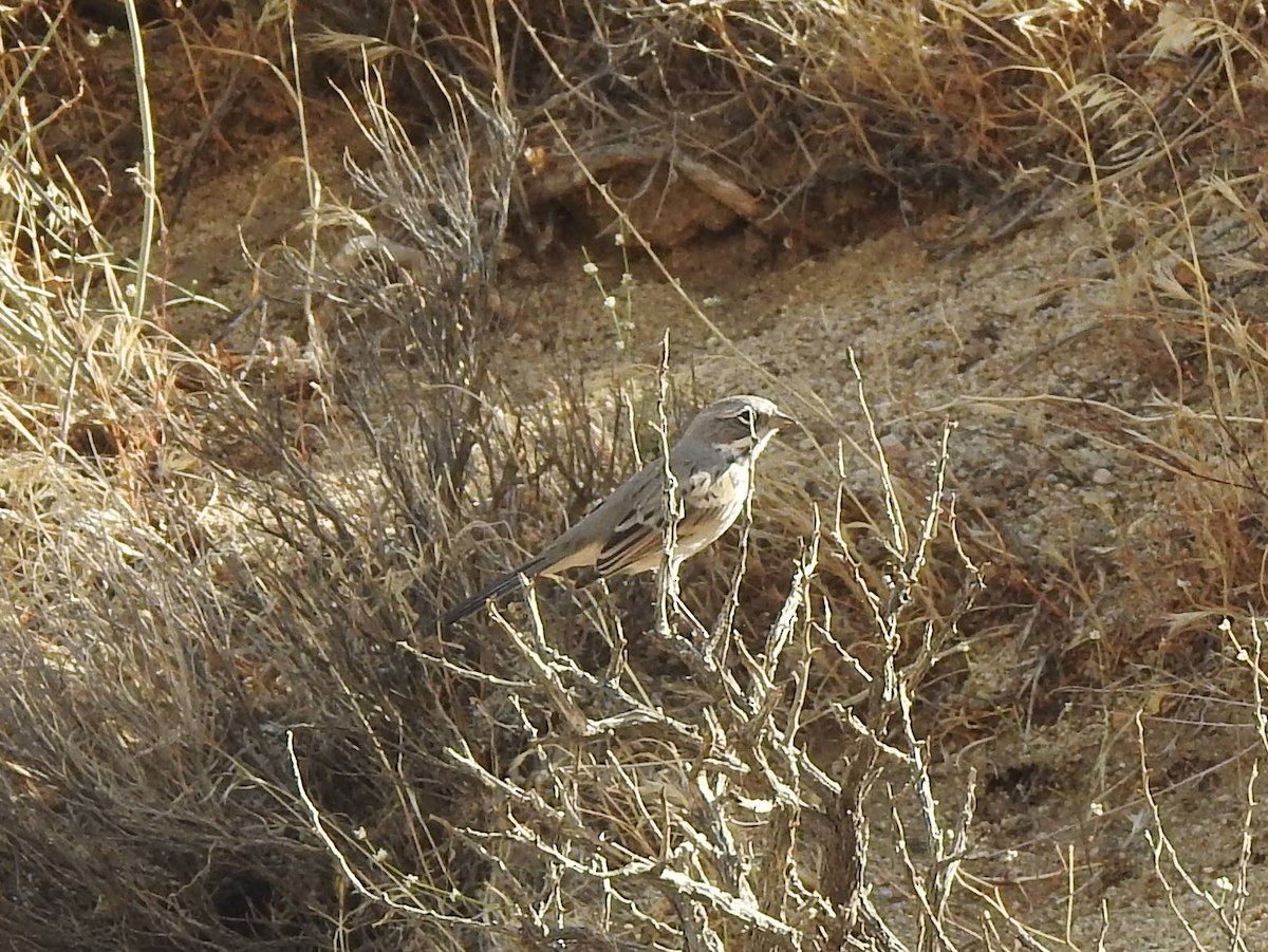 Bell's Sparrow - Jonathan Nakai